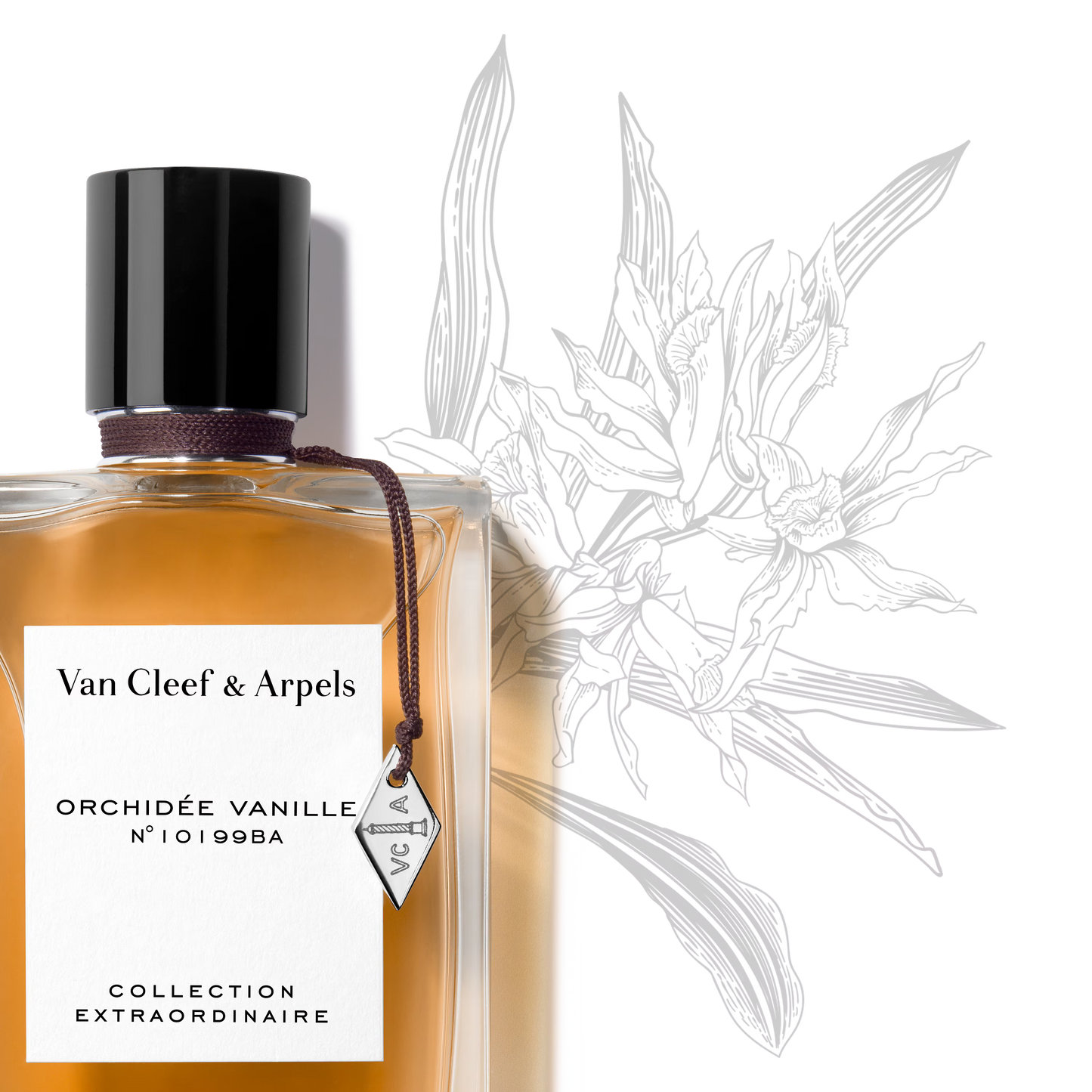 ORCHIDÉE VANILLE